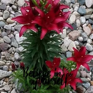 Meet your Posher, Joyce